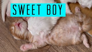 Maine Coon kitten sleeps sweetly [upl. by Allimaj]