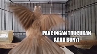 Trucukan Gacor Sambung RopelIni Ampuh Buat Pancingan Trucukan Agar Bunyi 2 [upl. by Gillette739]