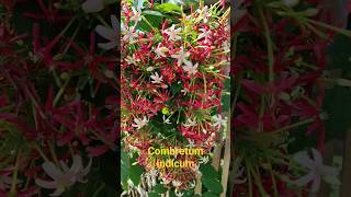 Combretum indicum medicinal plant [upl. by Oletta]