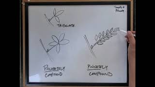 Pinnate vs palmate compound leaves  Tree ID [upl. by Huskey]