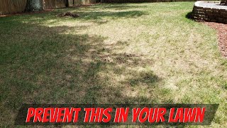 Treating The MOST DEADLY Lawn Disease  Pythium [upl. by Anelak638]