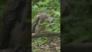 Longeared Owl Chick bouncing 🦉 [upl. by Haeluj]