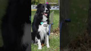 Meet Chaser The Worlds Smartest Dog facts amazing dog [upl. by Neumeyer]