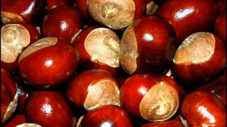 Conkers [upl. by Emmye]