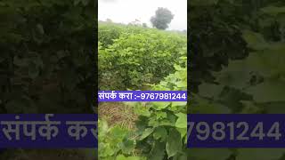 छान असे कापूस पीक [upl. by Eedia]