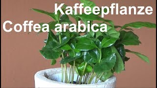 Kaffeepflanze Coffea arabica pflegen Standort Gießen Düngen vermehren Tipps [upl. by Amaso808]