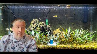 Has Youtube Ruined Aquarium Lighting [upl. by Platt]