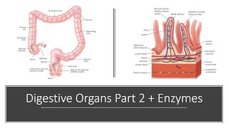 Digestive Organs Part 2 and Digestive Enzymes [upl. by Liebman]