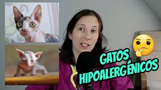 🐈‍⬛GATOS HIPOALERGÉNICOS🐈 ¿REALMENTE EXISTEN🙀 [upl. by Aronid]