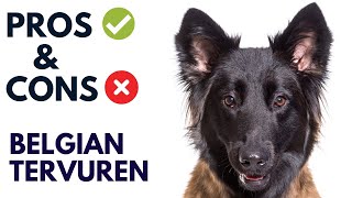 Belgian Tervuren Dog Breed Pros and Cons  Belgian Tervuren Advantages and Disadvantages [upl. by Akiemehs]