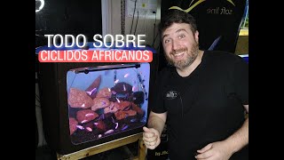 TODO SOBRE CICLIDOS AFRICANOS [upl. by Essirehs]