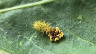 Cannabalism in Epilachna beetleHadda beetle Epilachna vigintioctopunctata grub feeding on eggs [upl. by Coster]