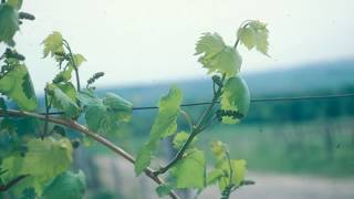 The Basic Skills for Pruning Grapevines  Grape Video 21 [upl. by Nakashima782]