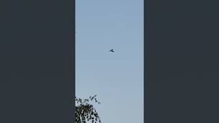 Bird hovering in air  birds hovering birdphotography [upl. by Havot632]