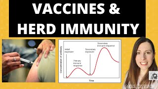 Alevel Biology VACCINATIONS Passive and Active Immunity The importance of HERD IMMUNITY [upl. by Eiramrebma]