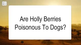 Are Holly Berries Poisonous To Dogs [upl. by Culhert]