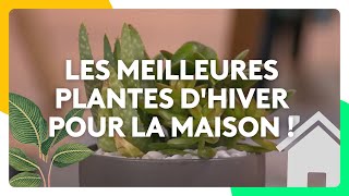 Les meilleures plantes dhiver pour la maison [upl. by Hgielrahc]