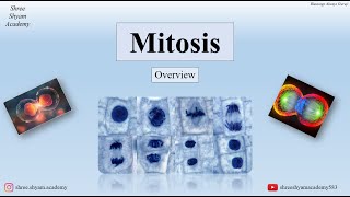 Mitosis  overview  Cell Division  Cell Cycle  biology medical [upl. by Tiffi]