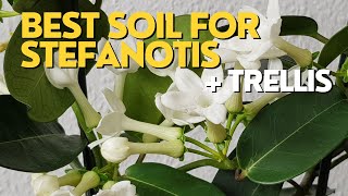 BEST SOIL for Madagascar Jasmine  Stephanotis Plant Care  Repotting with Trellis [upl. by Alf599]