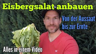 Eisbergsalat anbauen Von der Aussaat bis zur Ernte vom Eisbergsalat inkl Pflegetipps [upl. by Finbar]