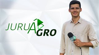 JURUÁ AGRO  AO VIVO 13102024 [upl. by Jeanelle]