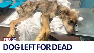 Chicago animal rescue seeks help for emaciated dog found left for dead [upl. by Thorne]