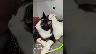 Video of adoptable pet named Posey bonded wBochy [upl. by Erehpotsirhc]