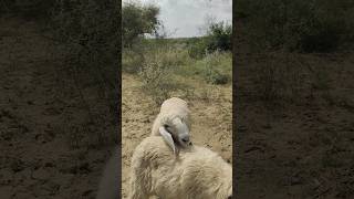 Sheep are meeting sheep in the forestsheepmeeting tharviralvideo [upl. by Nnyleahs]