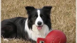 Wilsong Border Collies  Meet the Wilsong Border Collies [upl. by Malo]