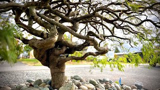 First pruning of a big Japanese laceleaf maple in Mukilteo WA  Early September [upl. by Ecar]