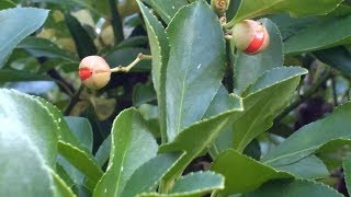 Euonymus Japonicus medicinal plant [upl. by Rustie]