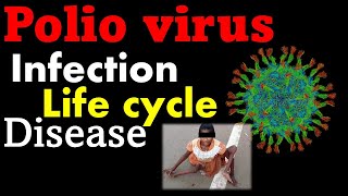 Polio virus life cycle explained [upl. by Fabe]