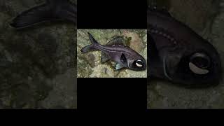 Spotlight Flashlight Fish [upl. by Skier]