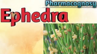 Pharmacognosy of Ephedra [upl. by Nagaet825]