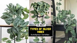 10 Beautiful Scindapsus Varieties  Silver Vines [upl. by Nirroc789]