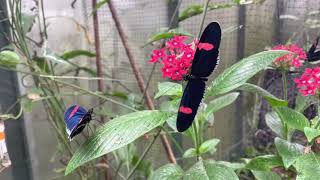 The Small Postman Butterfly  Heliconius erato  Tropical Butterflies UK [upl. by Kristina672]