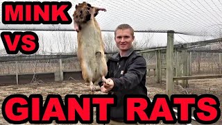 Mink and Dogs Clean Up GIANT Rat Infestation [upl. by Nohtanoj819]