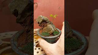 Chơi bonsai đơn giản bonsaibotui [upl. by Irwinn195]