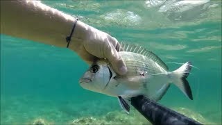 PECHE EN APNEE  ENFIN LA MER SEST CALMEE [upl. by Eenaffit]