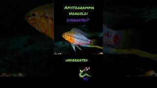 Apistogramma Hongsloi Overrated or underrated [upl. by Torr298]