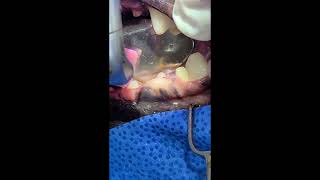 Gingivectomy for a dog [upl. by Eybba]