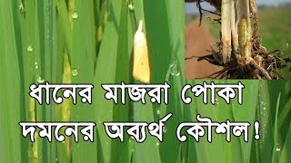 How to control Rice Yellow Stem Borer Special Tips ধানের মাজরা পোকা দমন [upl. by Kennedy]