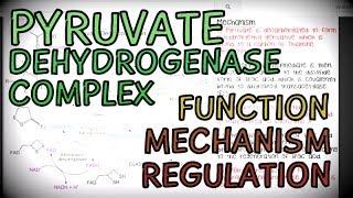 The Pyruvate Dehydrogenase Complex  Function Mechanism and Regulation [upl. by Polky488]