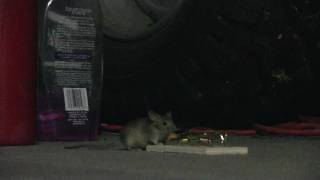 Mouse Eating Peanut Butter off Mousetrap than SNAP Got him VERMIN KILLER 101 [upl. by Gnoud]