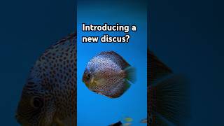 Introducing a new discus fish to your aquarium [upl. by Eslek]