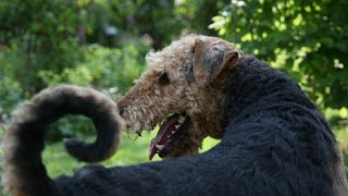 Airedale Terriers Training for Dog Sled Racing [upl. by Dranrev833]