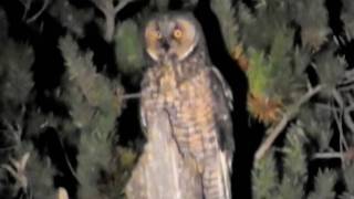 LongEared Owl Manitoba [upl. by Roanne]