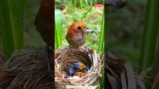 The early bird catches the worm shorts nature birds [upl. by Ssirk911]