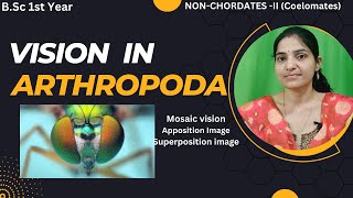 Vision in Arthropoda BSc 1st yearCompound Eye structure And Workingcoelomates nonchordates [upl. by Tullus]