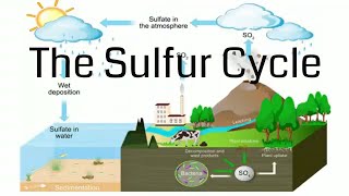 Sulfur Cycle [upl. by Nerua]